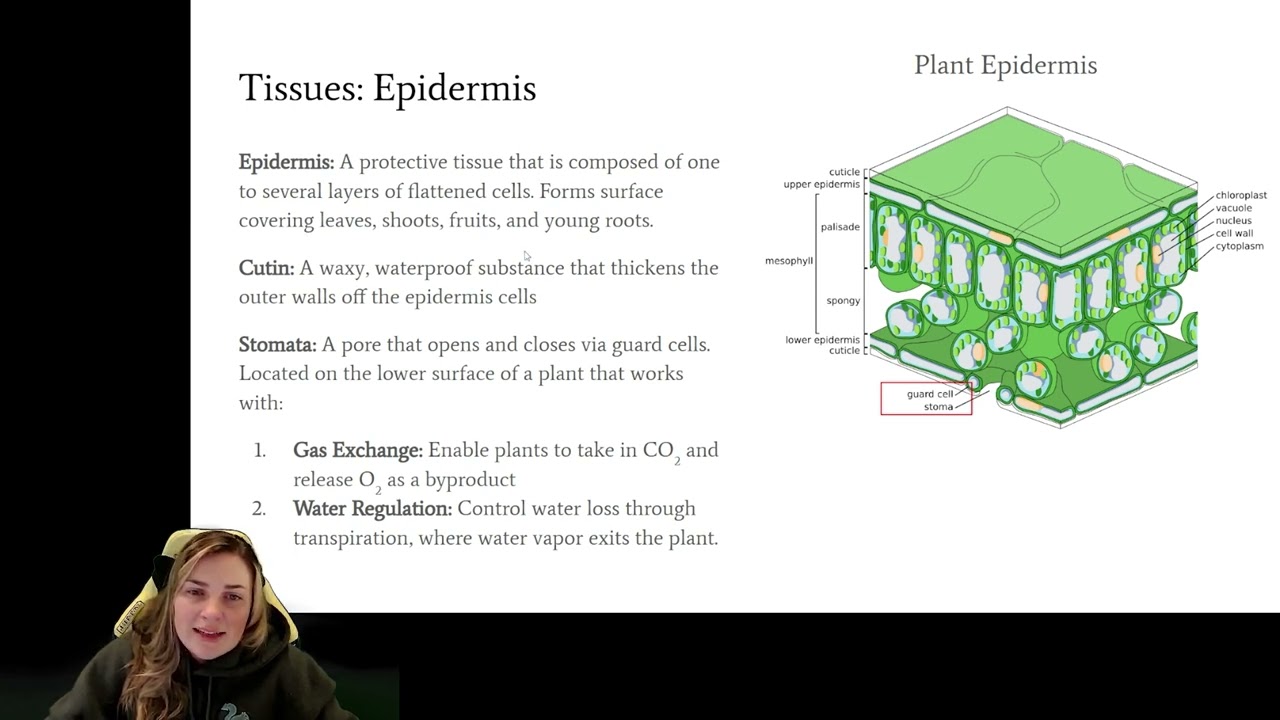 Lecture 1 Grapevine Anatomy and Physiology