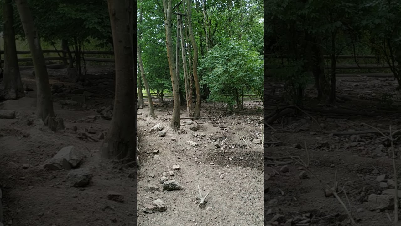Praca łajki na dziku