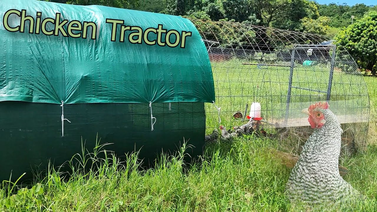 Chicken Tractor