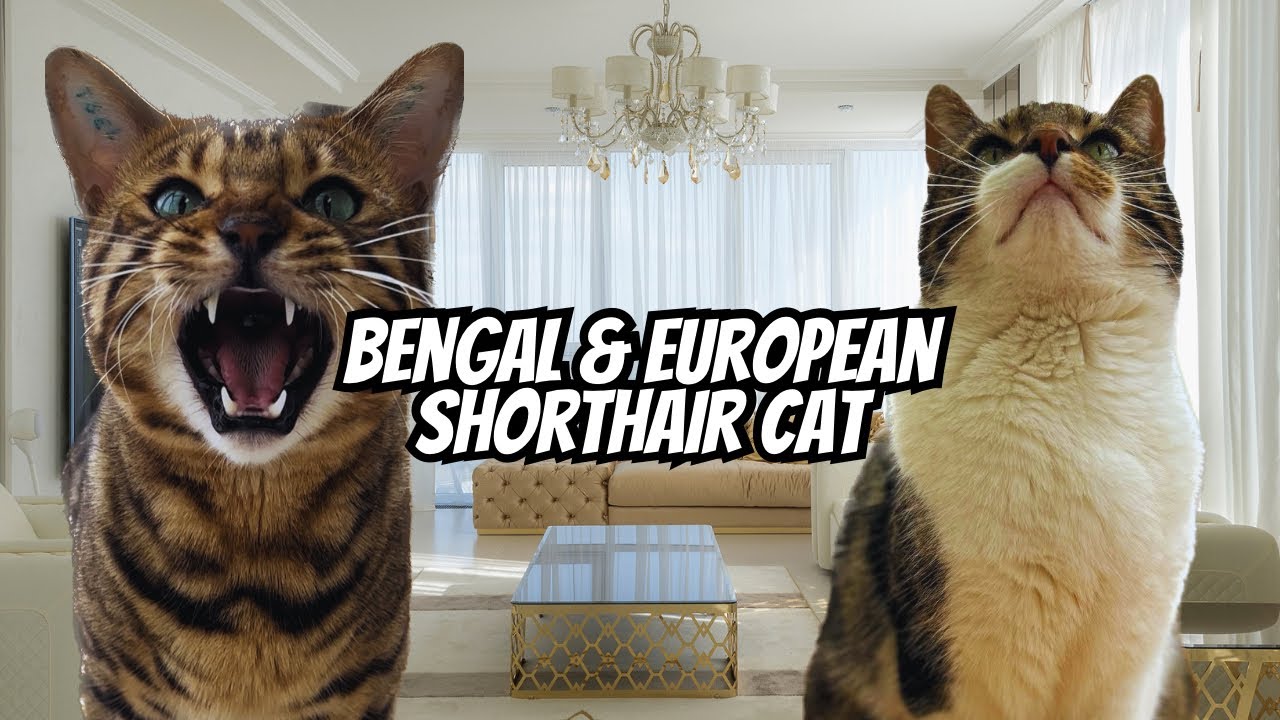 Cat Diary | KATZENTAGEBUCH | Ist es liebe? | love each other? BENAGL MEETS EUROPEAN SHORTHAIR CAT
