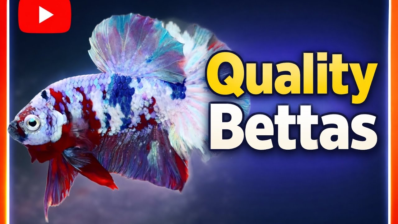 Premium Quality Bettas!