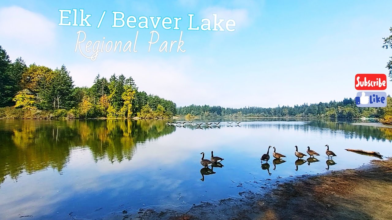 ELK / BEAVER LAKE REGIONAL PARK | Vancouver Island | Relaxing Nature & Fall Colours