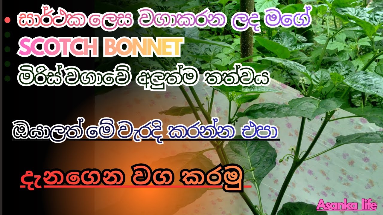 සාර්ථක ලෙස වගාකරන ලද මගේ Scotch bonnet මිරිස් වගාවේ අලුත්ම තත්වය ඔයාලත්මේ වැරදි කරන්නඑපා #Asankalife
