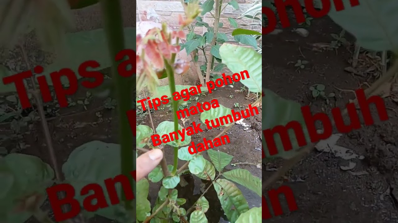 tips agar pohon matoa banyak tangkai dan cepat berbuah