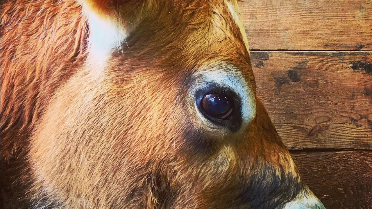 MILK A COW in 1 Minute