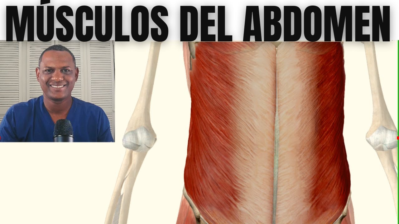 MÚSCULOS DE LA PARED ANTEROLATERAL DEL ABDOMEN