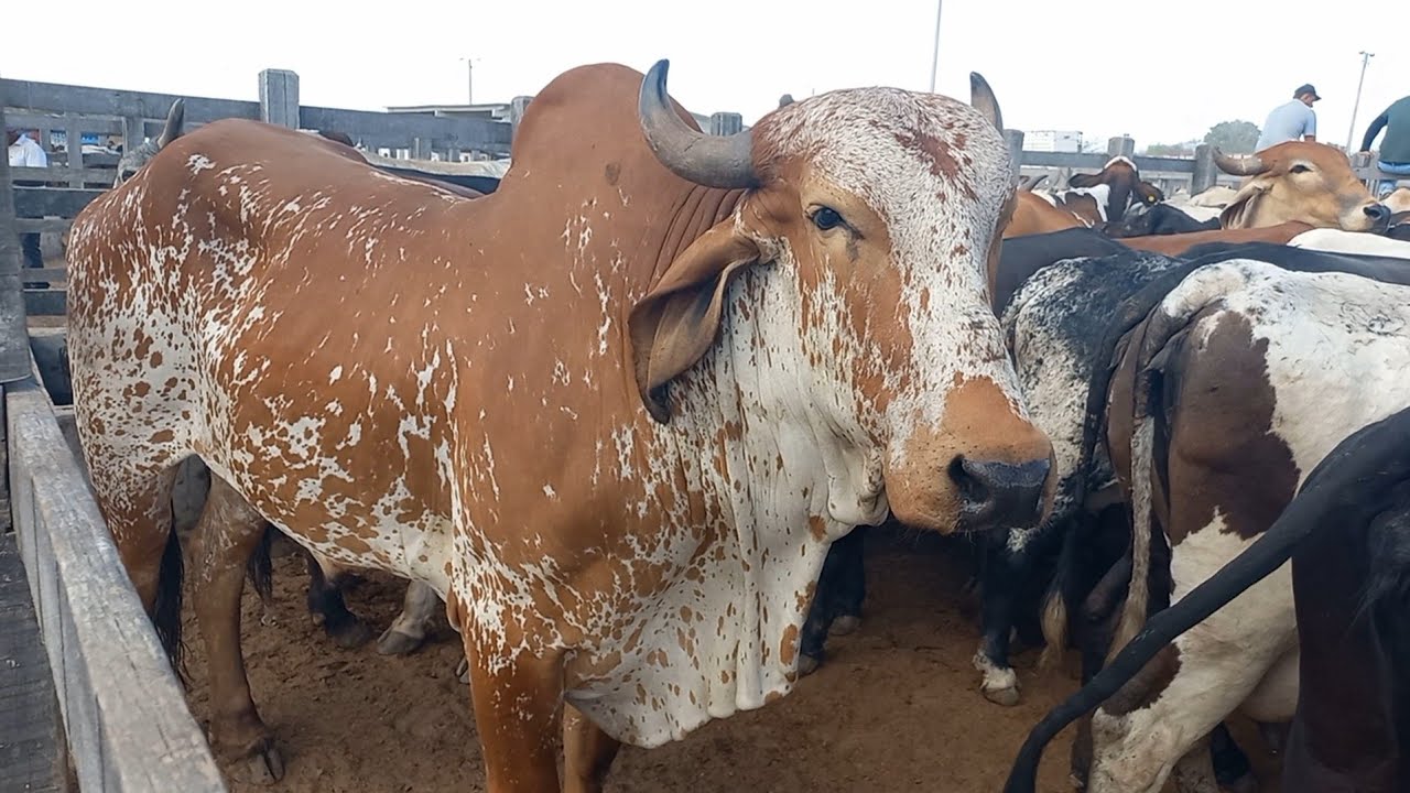 Feira de gado em Dois Riachos Alagoas 28/01/25#nordeste 
