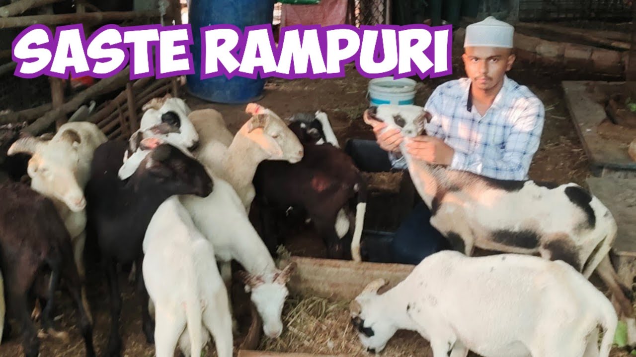 Saste Rampuri Mende in Hyderabad | Rampuri Baby 🐑