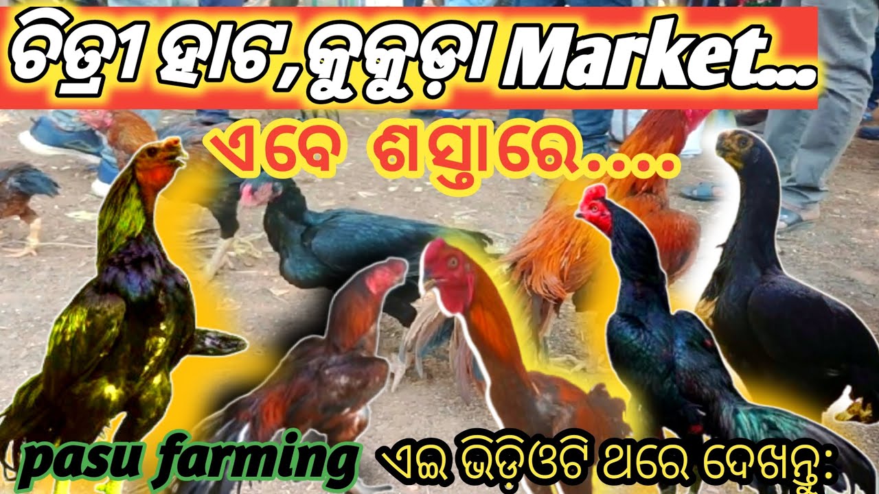 ଚିତ୍ରୀହାଟରେ କୁକୁଡ଼ା ମାନଙ୍କର ଦାମକେତେ ରହିଛି ଓଏହି ହାଟଟି କେଉଁବାର ଦିନ ହାଟ ବସିଥାଏ?#chicken #vairal#market