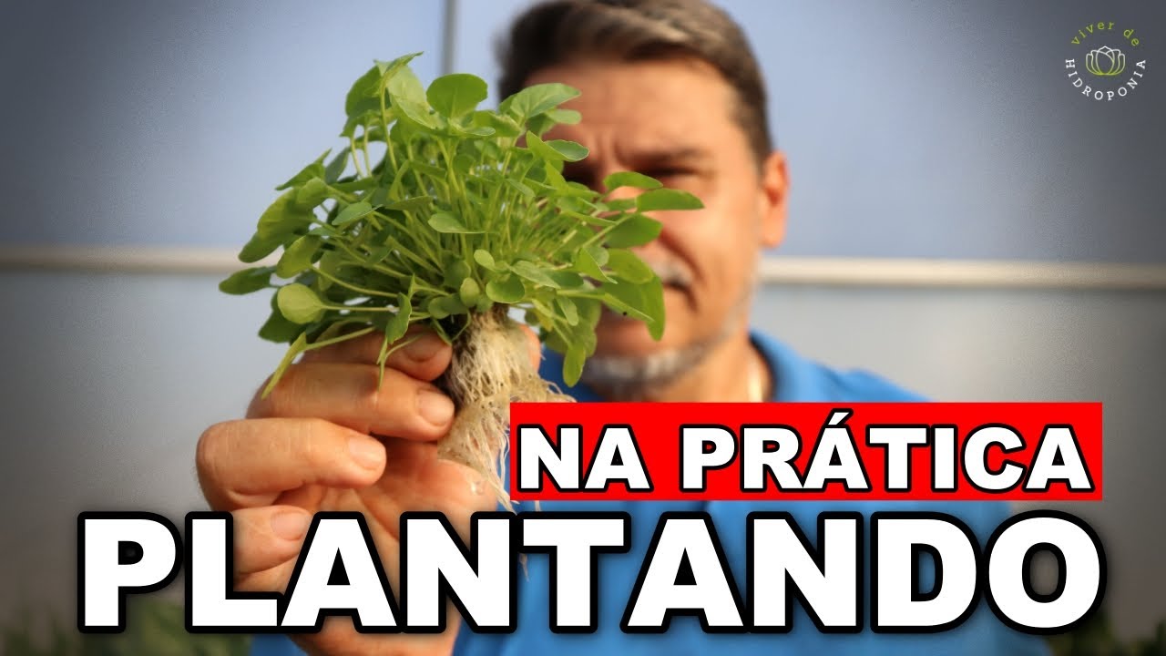 COMO PLANTAR SEMENTES PASSO A PASSO - Germina&ccedil;&atilde;o na Pr&aacute;tica para Hidroponia! (Completo)
