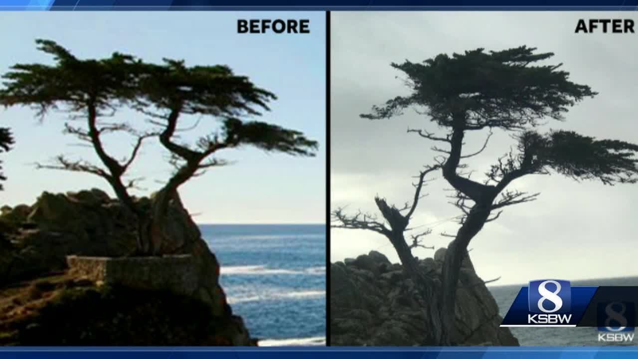Iconic Pebble Beach tree 