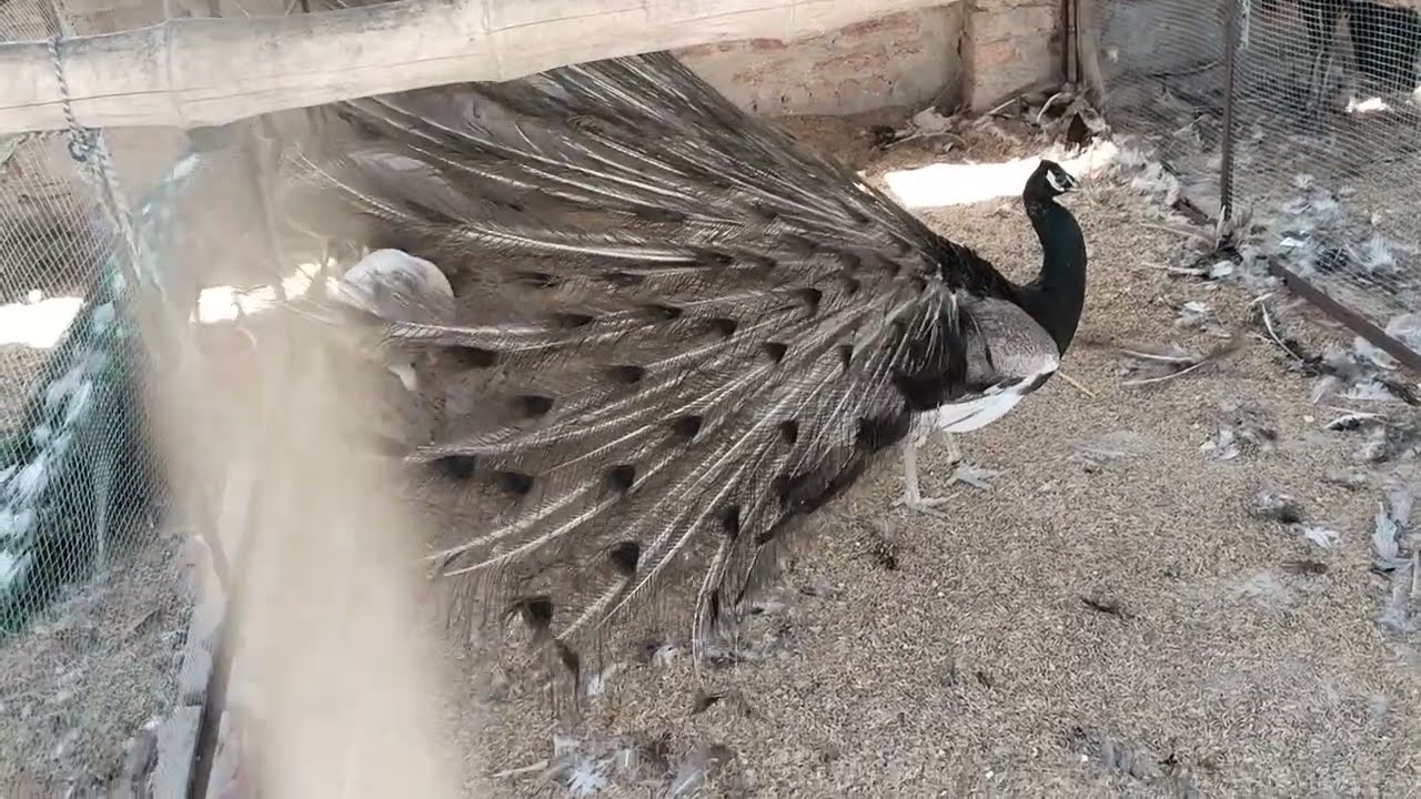 Peacock moor  and opal Whiteties male and opal 2 females and paide male  Whiteties and blue shoulder