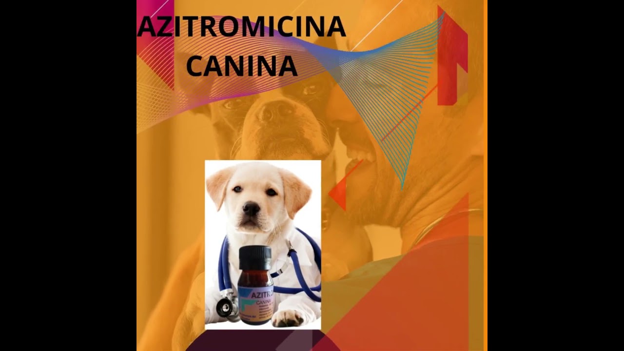 dermatitis canina #dog #pets #dermatitis
