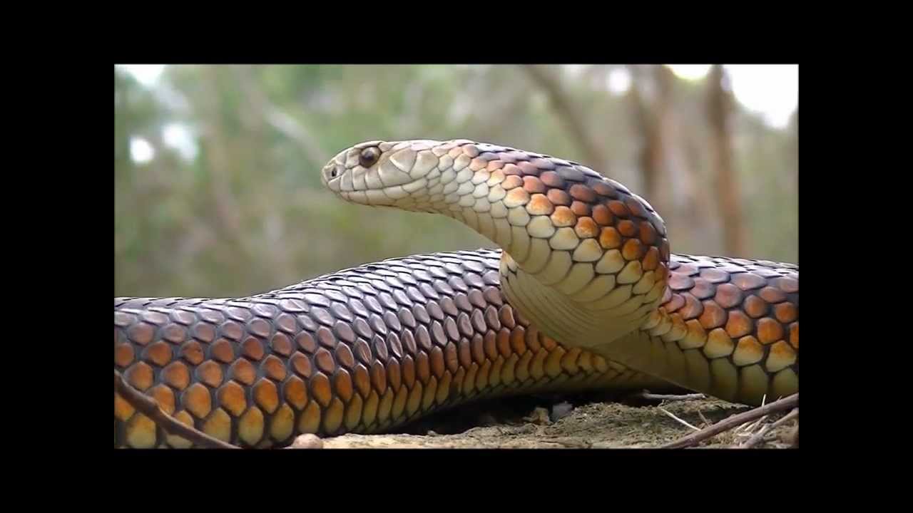 The Amazing Australian Lowland Copperhead (Austrelaps superbus)