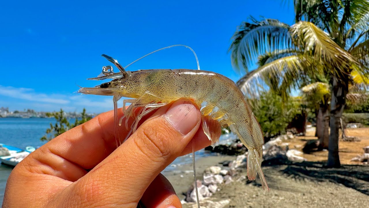 PESCA de PARGOS en la ORILLA con CAMAR&Oacute;N VIVO.