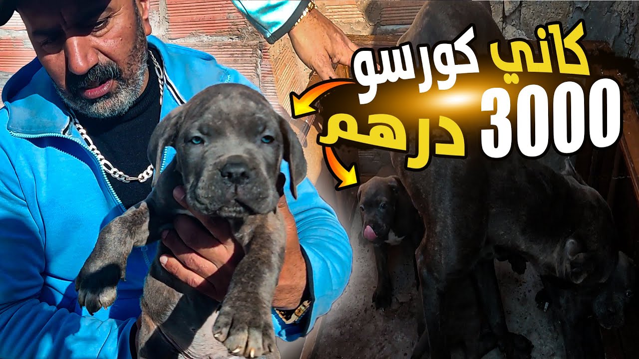 كاني كورسو بأثمنة جد مناسبة 💵🦮