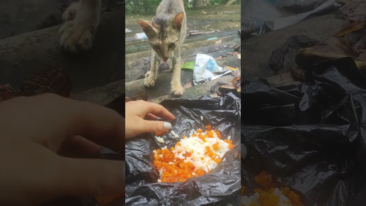 #@₹Found this poor cat today during the cyclone. 🥺🐾@#₹