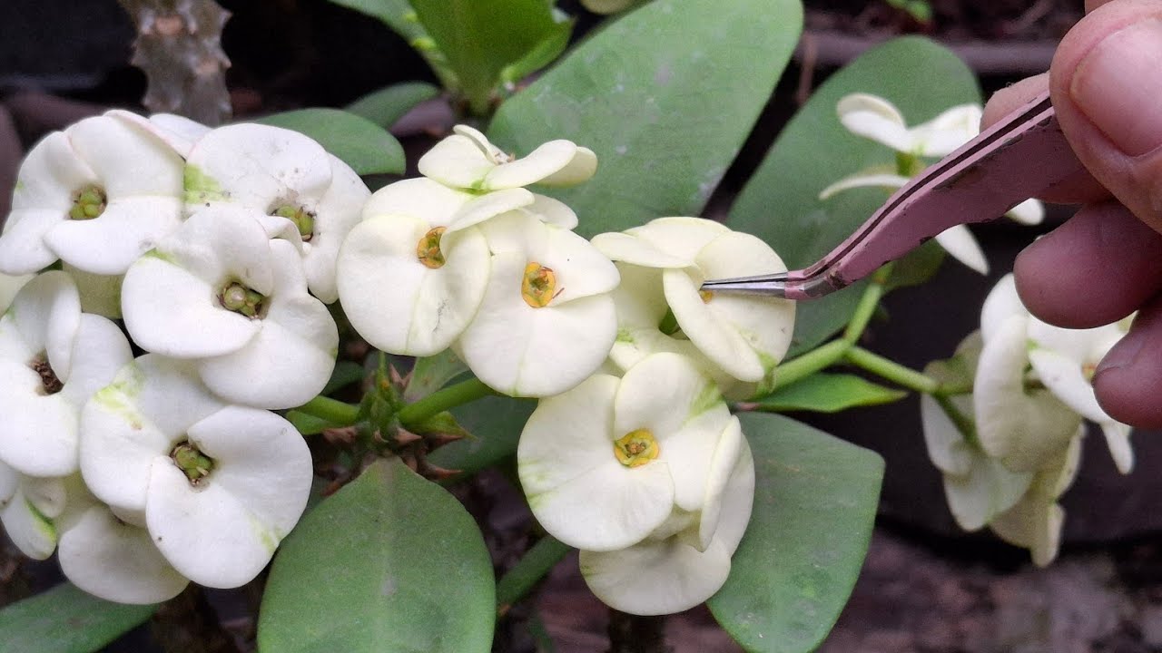 Como polinizar las flores de coronas de cristo para obtener semillas 