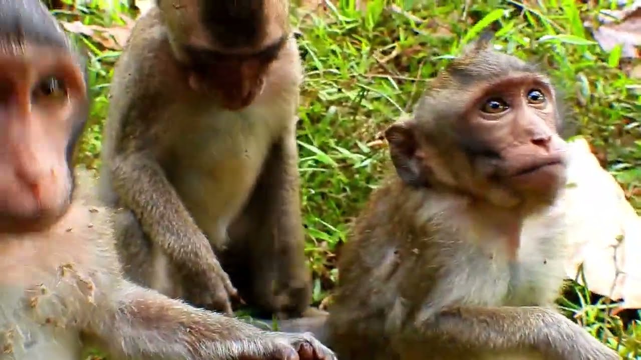 Baby Monkeys Mahanokor, Miyee abuse Mesell, Enjoy delivering food to the baby monkeys,