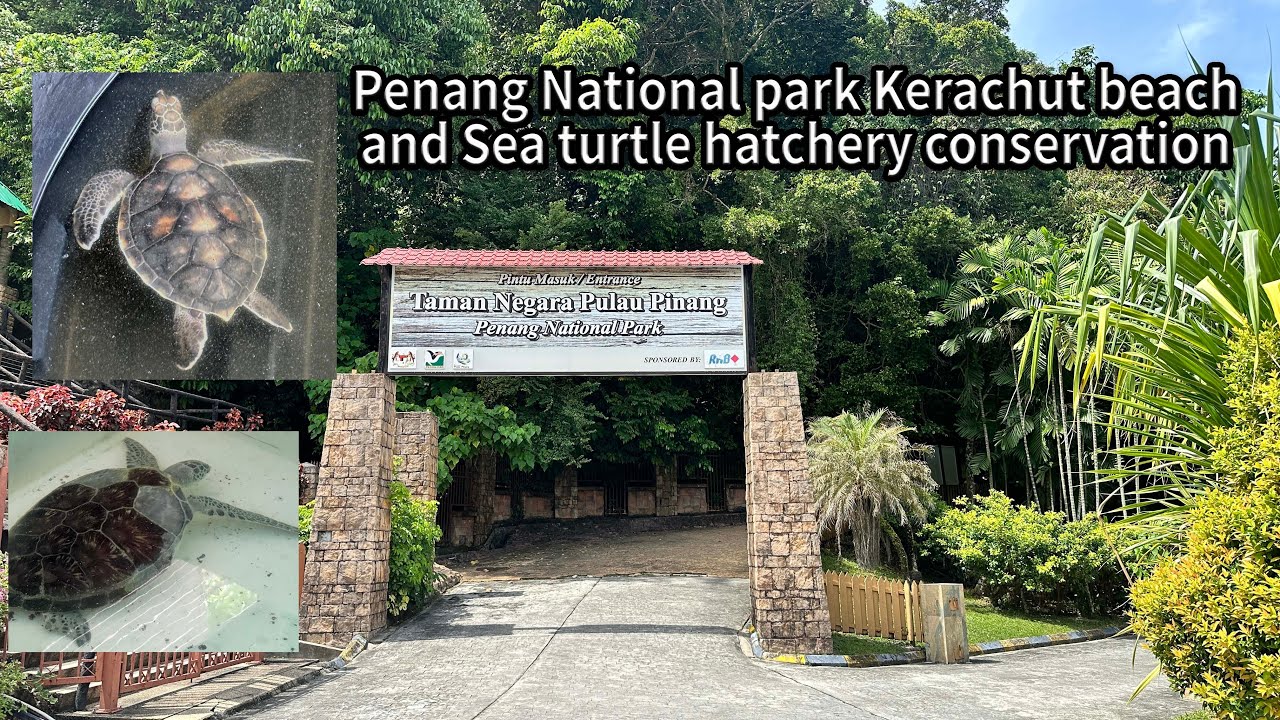 Penang National park Kerachut beach and Sea turtle hatchery conservation
