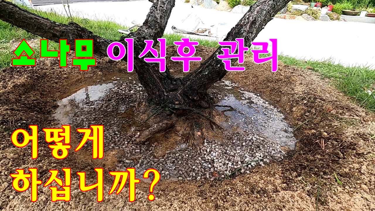 소나무 이식후 관리 어떻게 하십니까? - 소나무는 정말 물을 싫어 할까요? #소나무물관리 #소나무시비 #소나무관리 #소나무이식후관리 #소나무이식 #정원관리 #소나무관리 
