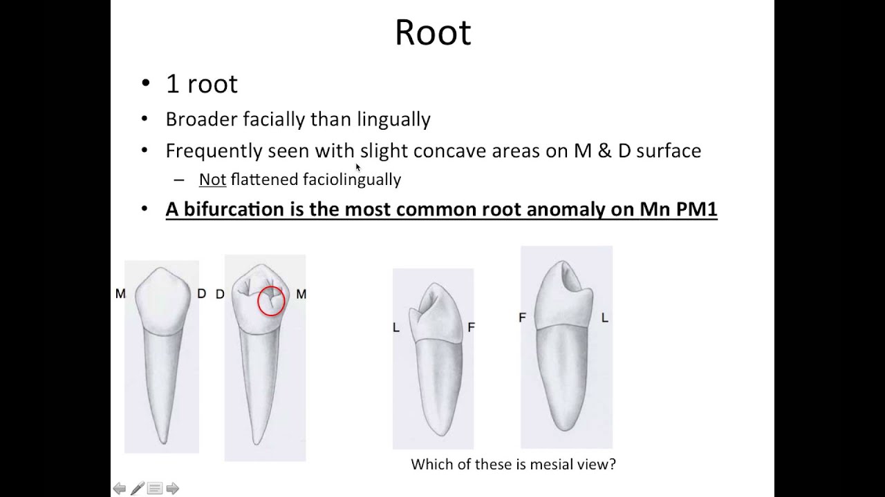 9 Mandibular Premolars - NBDE Part 1 Boards Study