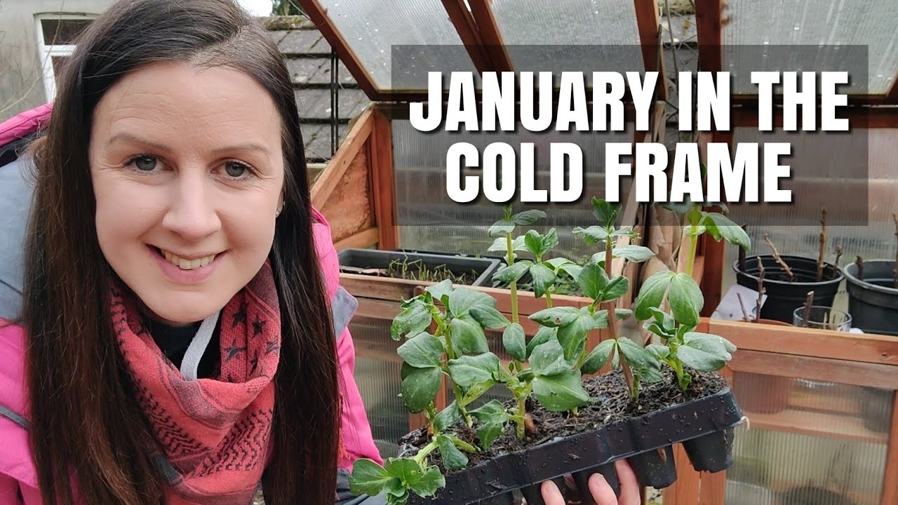 Seedlings & Plants in The Cold Frame January