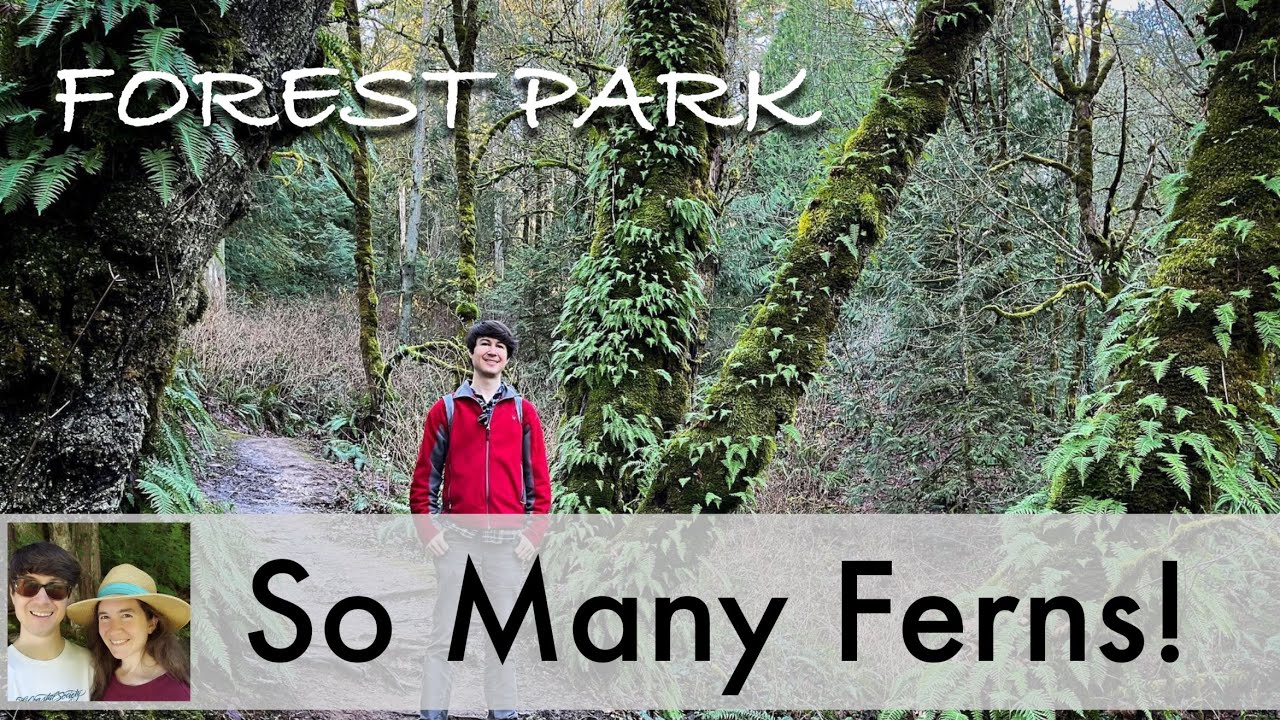 Hiking the Moss-Covered Maple and Wildwood Loop Trail in Forest Park  -Portland, Oregon (4K)