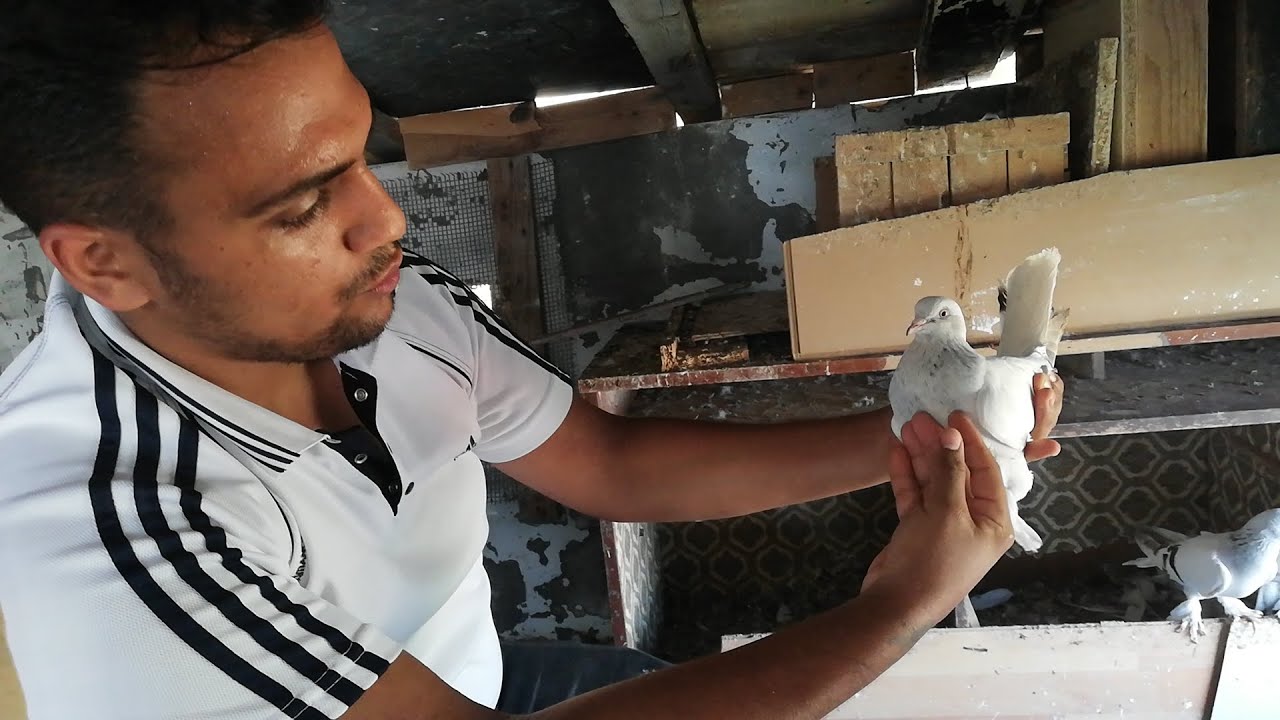 İzmit Terzibayırından Tugay Kardeşimiz Taklacı Güvercinlerini Tanıtıyor