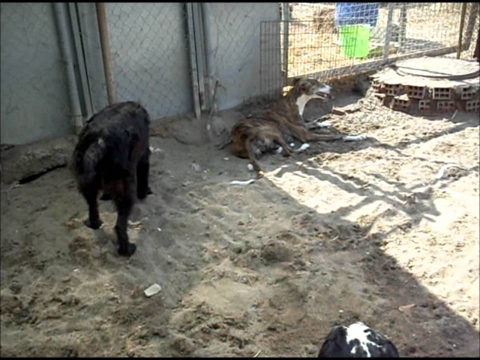 Animalinneed: Morita is looking for a home