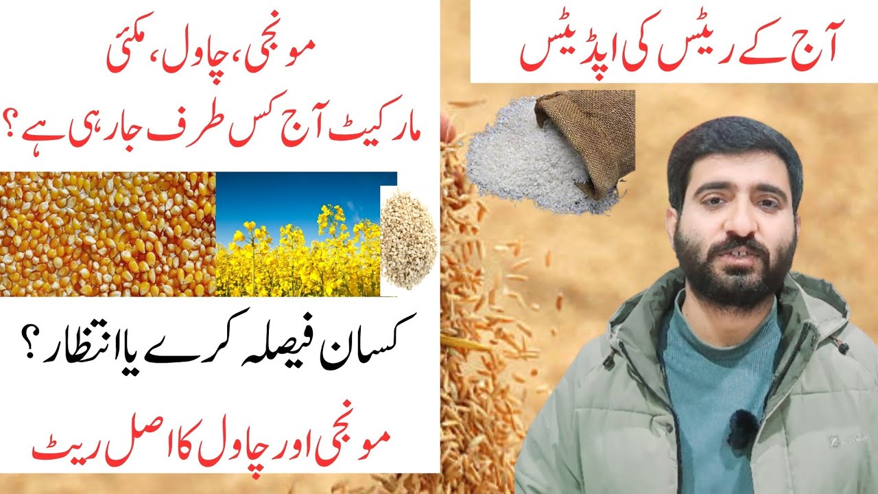 Paddy (Monji) Market Rates Today | Maize, Mustard, Sesame & Rice Outlook | Farmer Guide 2025