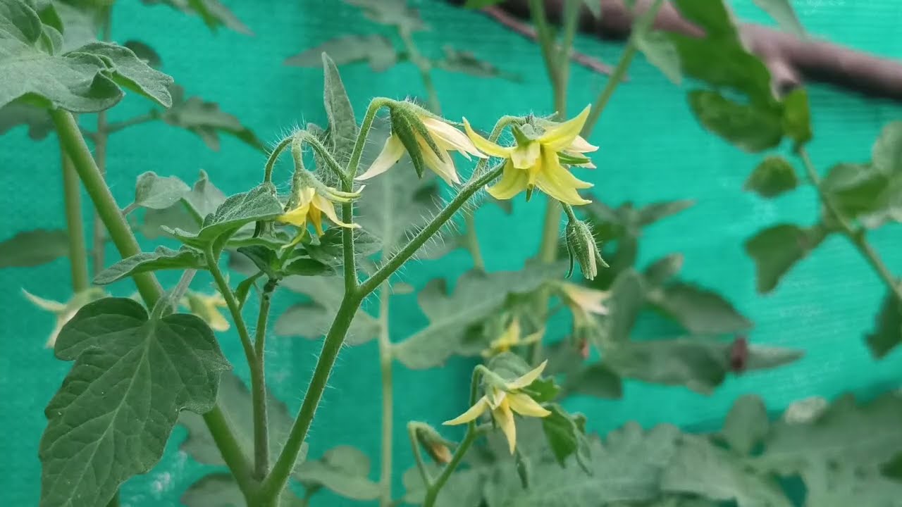 Mar 5 வீட்டிற்குள் உள்ள நகையை எடுத்து சந்திரா சிவனாண்டியிடம் கொடுத்ததை ஆதரத்துடன் நிரூபித்த கார்த்தி