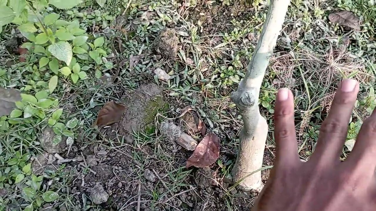 মাল্টর পরিচর্যা, 