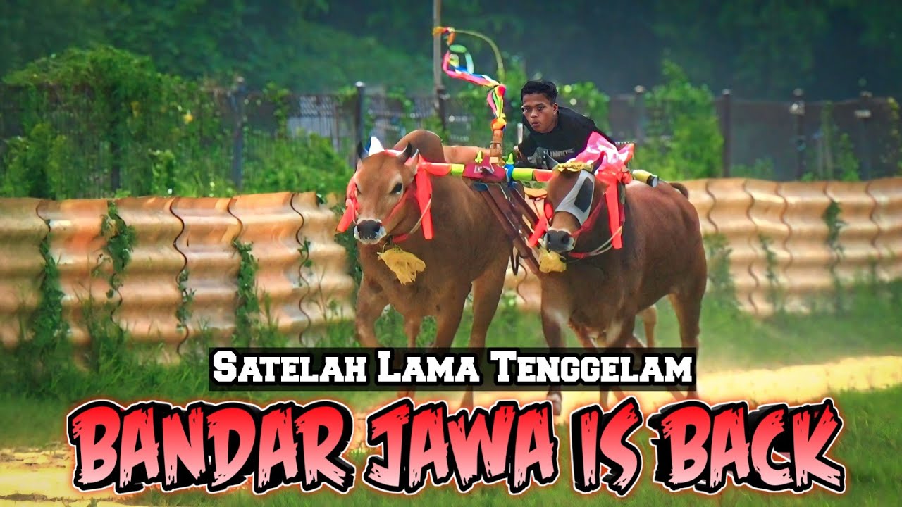 Inilah Kecepatan Sapi Mantan Langganan Piala Presiden ( Bandar Jawa ) Setelah Ada Di Sumenep