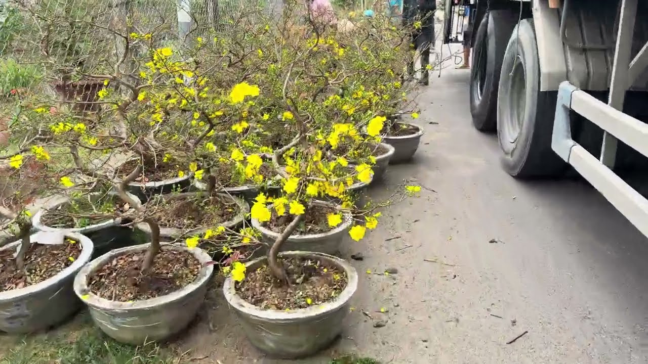 Chuyển xe phục vụ hoa tết cho anh em