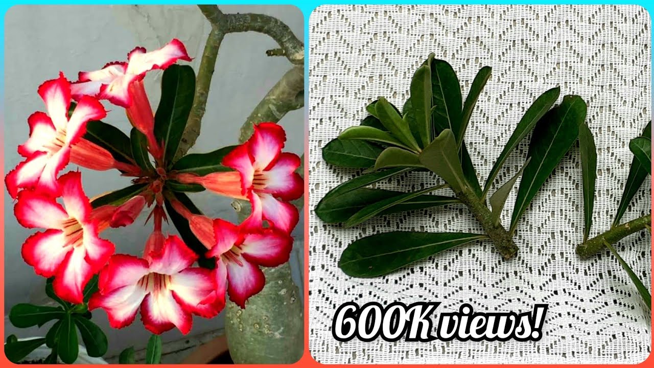 How to grow Adenium from cuttings | Gardening Tips and Treats   #adenium #adeniumcuttings #cuttings