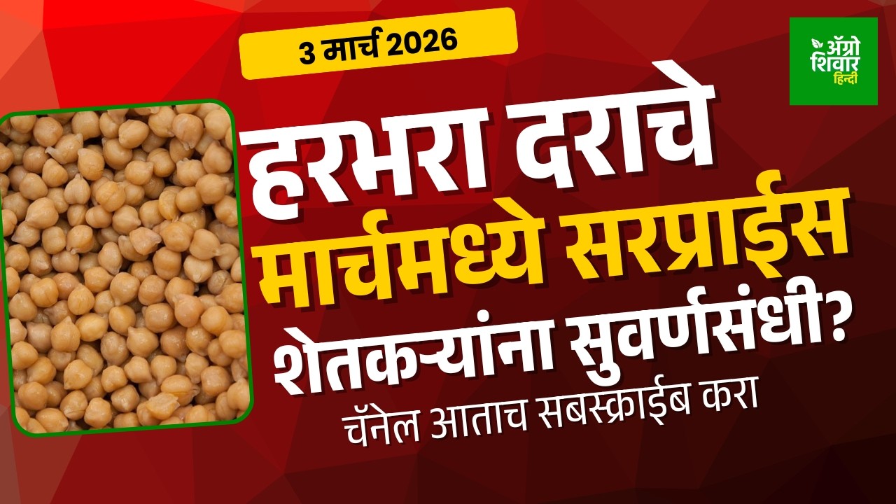 chana rate | हरभरा बाजार भाव मार्चमध्ये देणार मोठं सरप्राईज्, शेतकऱ्यांसाठी सुवर्णसंधी?