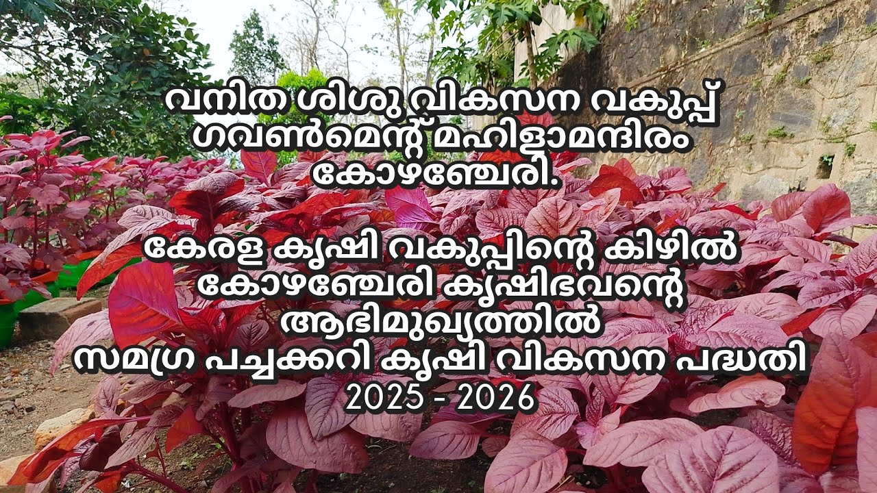 കോഴഞ്ചേരി കൃഷിഭവൻ്റെ ആഭിമുഖ്യത്തിൽ കോഴഞ്ചേരി വനിതാ മഹിളാമന്ദിരത്തിൽ പച്ചക്കറി കൃഷി വികസന പദ്ധതി.