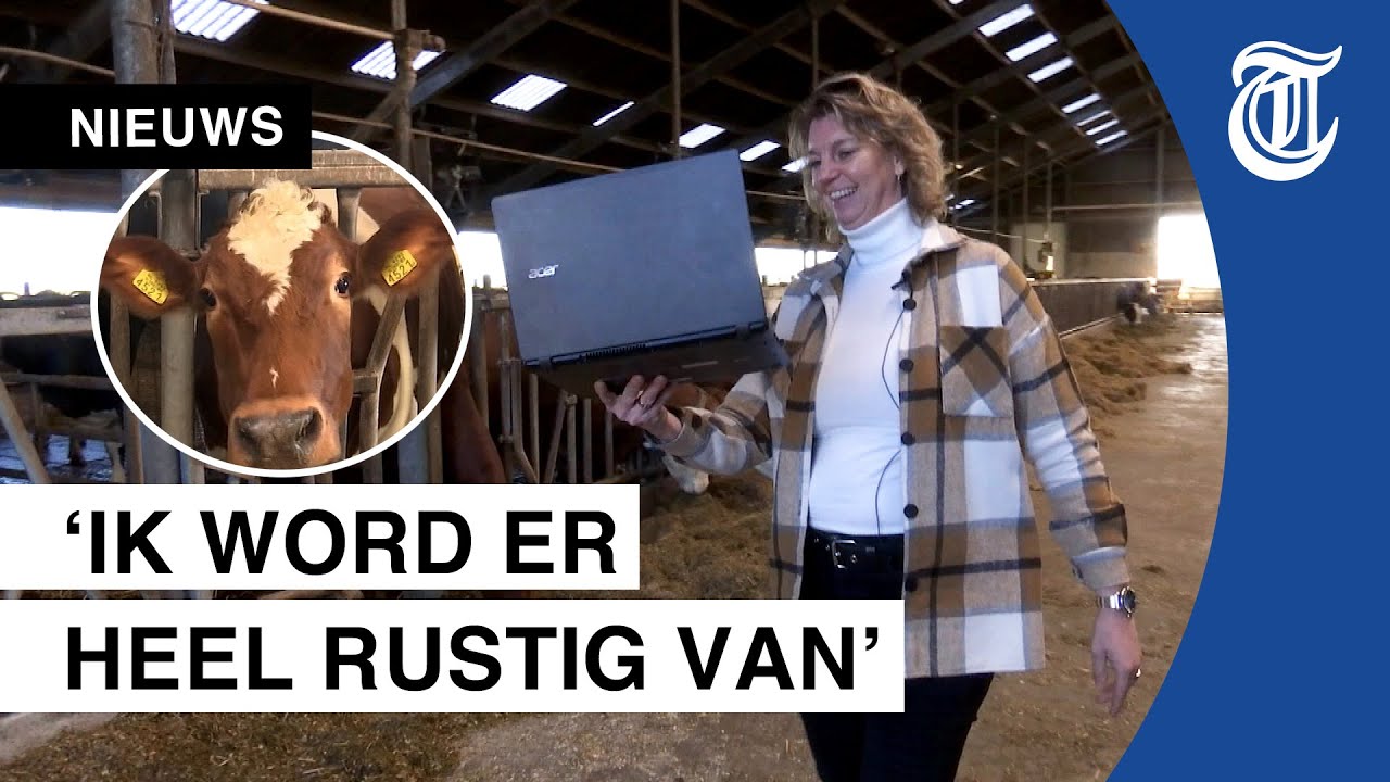 Deze docent geeft les tussen de koeien