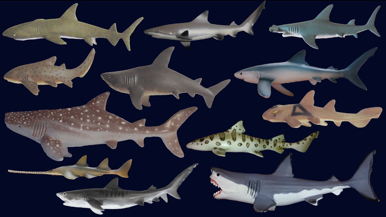 Sharks - Animals Series - The Kids' Picture Show (Fun & Educational Learning Video)