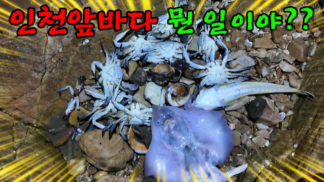 시작부터 난리난 기다린 꽃게 잡다가 놀랐습니다