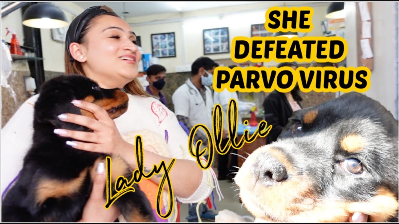 RECOVERY FROM PARVO VIRUS IN FEMALE ROTTWEILER |DOGS PUPPIES MEIN PARVO VIRUS RECOVERY | NAMITAOLOGY