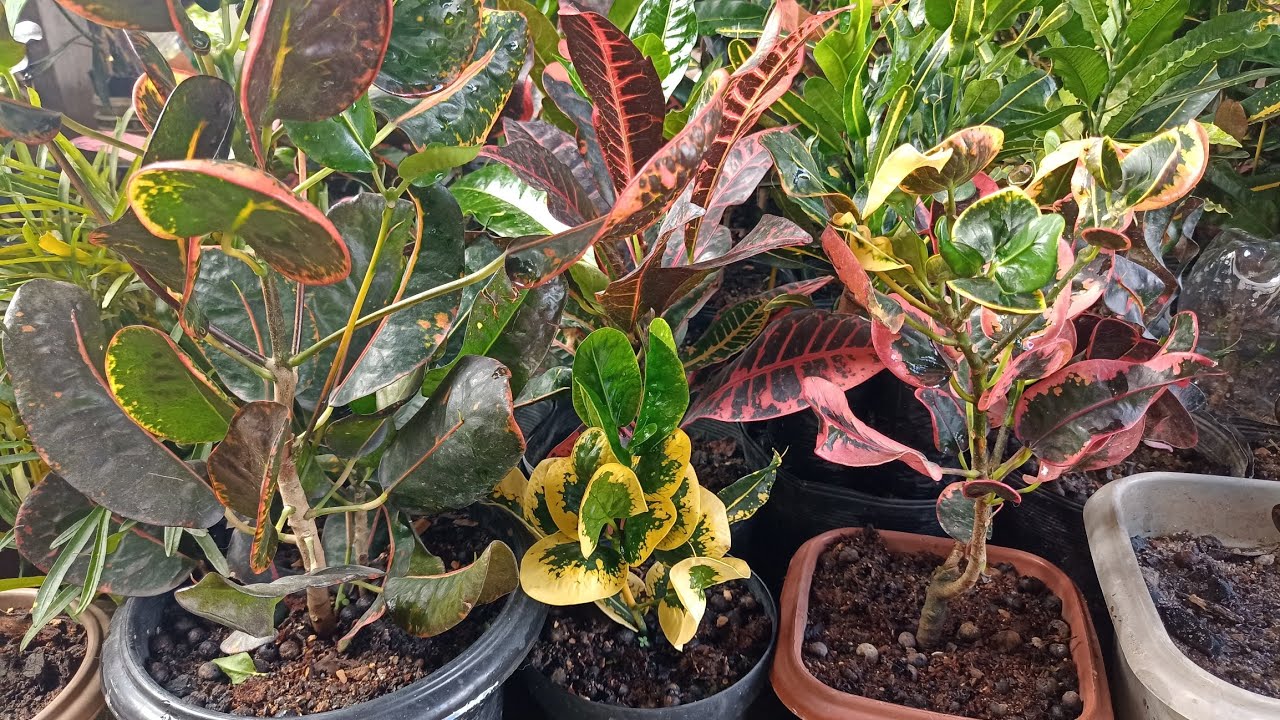 variedades de crotons Tay de colecionador 🌱❤️ #crotons#plantas#jardim