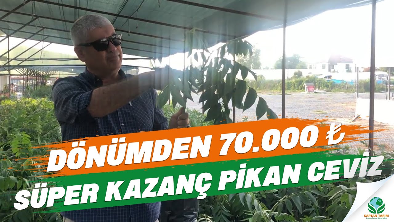 Pikan Ceviz Dönümden 70.000₺ Süper Kazanç