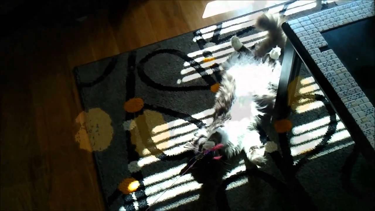 Generationals - You Say It Too (with Cats)