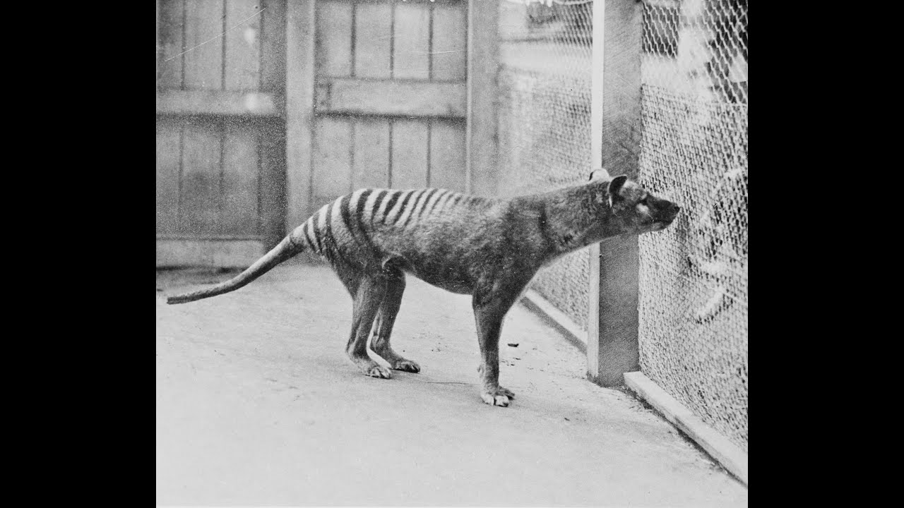 Q & A with NEIL WATERS ON ALL THINGS THYLACINE
