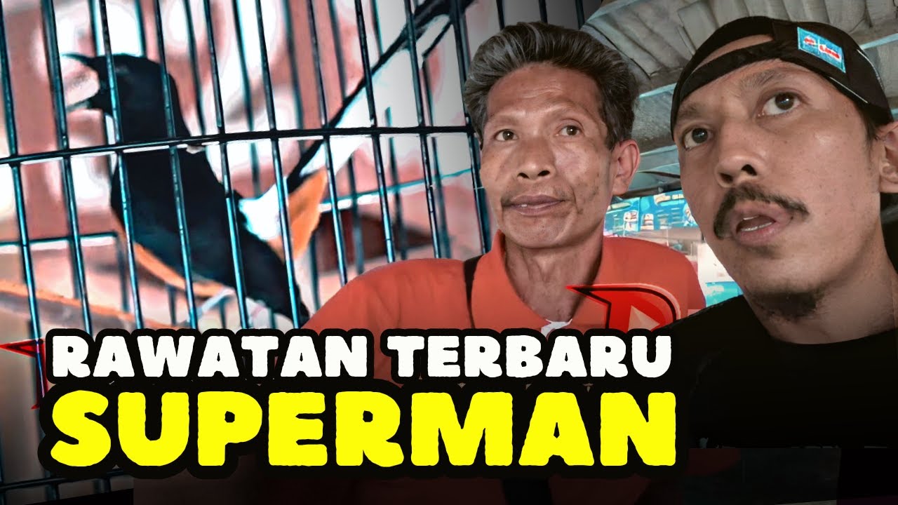 Rawatan SUPERMAN Mandi Sore , Kroto tiap Hari 