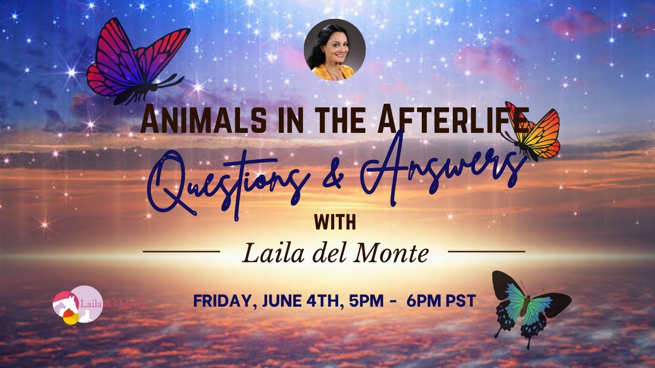 Q&A Animals in the Afterlife 6-4-2021 - Laila del Monte