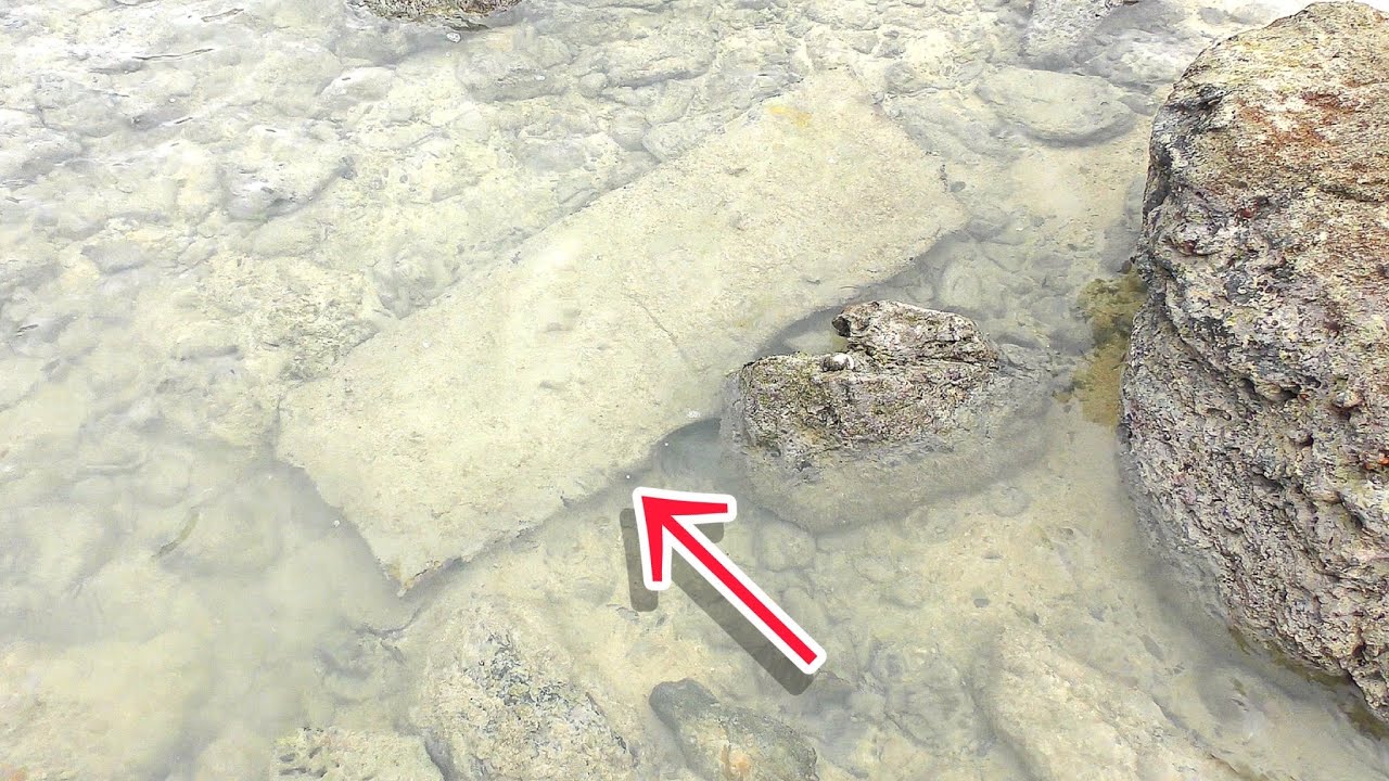海に沈む板をめくったら得体の知れないものを発見した
