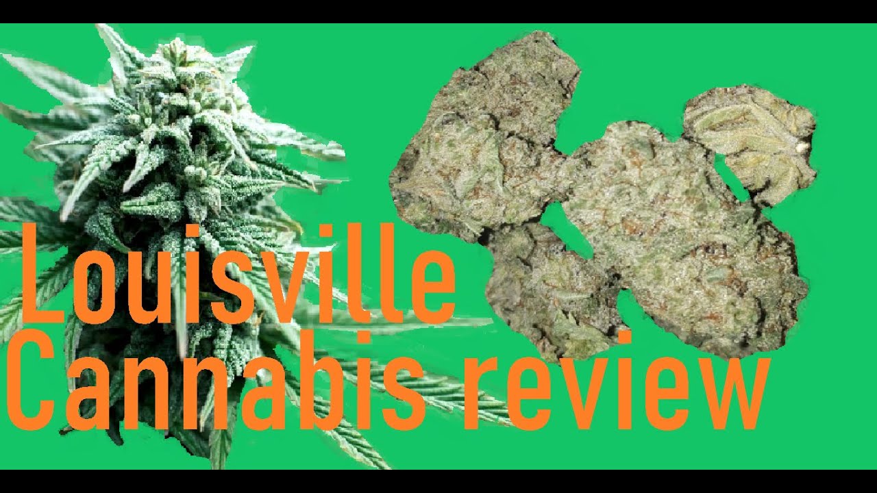 Cannabis Kush Review Louisville Strain Smoke session fun entertaining good marijuana strain review